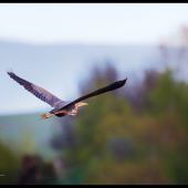 volavka purpurová Ardea purpurea  Purple Heron