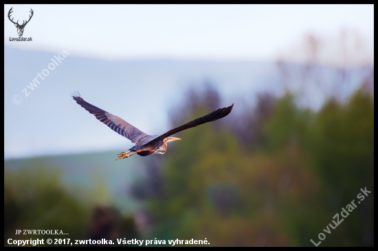 volavka purpurová Ardea purpurea  Purple Heron