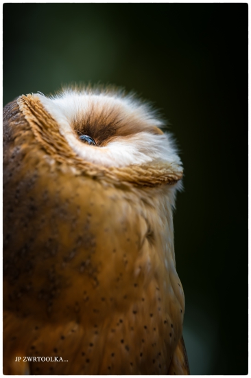 Tyto alba  Barn Owl
