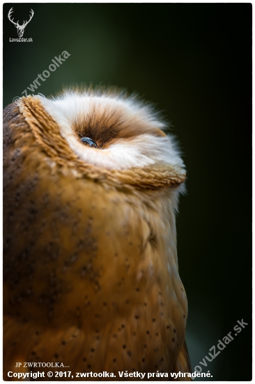 Tyto alba  Barn Owl