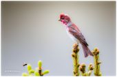 hýľ karmínový / červenák karmínový Carpodacus erythrinus  Common Rosefinch