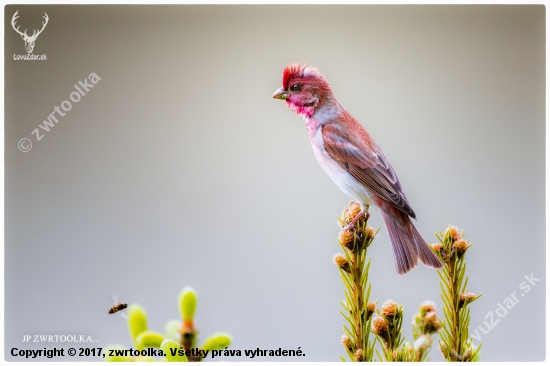 hýľ karmínový / červenák karmínový Carpodacus erythrinus  Common Rosefinch