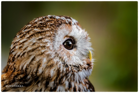 sova lesná / sova obyčajná Strix aluco  Tawny Owl