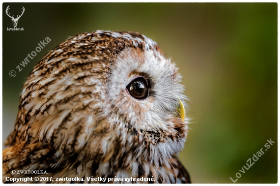 sova lesná / sova obyčajná Strix aluco  Tawny Owl