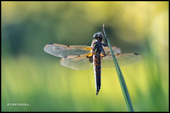 dragonfly