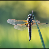 dragonfly
