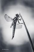 dragonfly BW