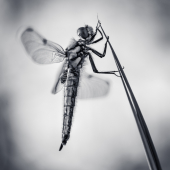 dragonfly BW