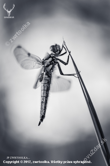 dragonfly BW