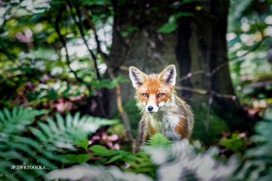 foxy