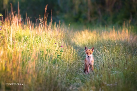 fox