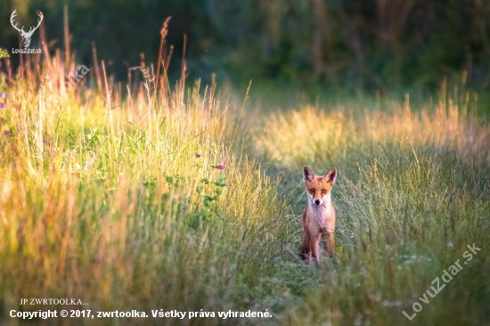 fox