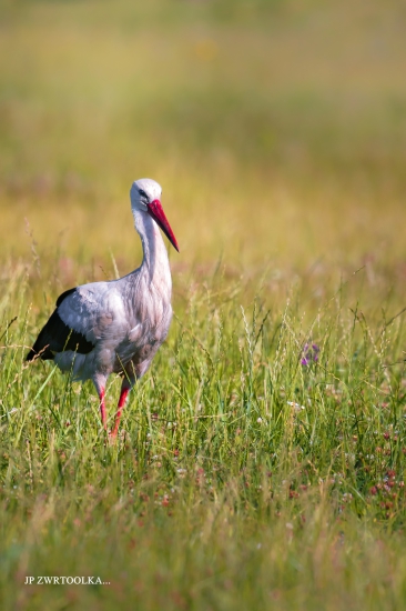 Mr. W. Stork