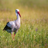 Mr. W. Stork