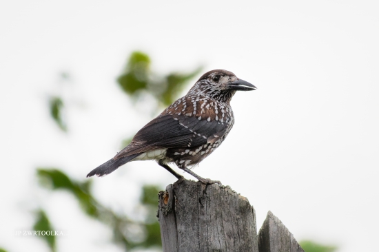 orešnica perlovaná Nucifraga caryocatactes  Spotted Nutcracker