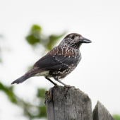 orešnica perlovaná Nucifraga caryocatactes  Spotted Nutcracker