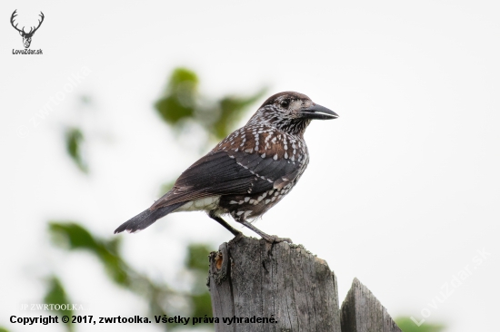 orešnica perlovaná Nucifraga caryocatactes  Spotted Nutcracker