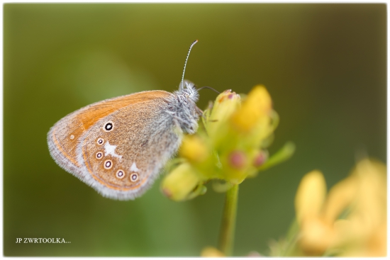 Coenonympha glycerion