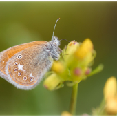 Coenonympha glycerion