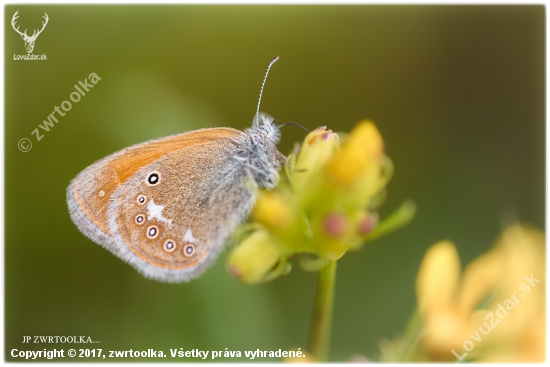 Coenonympha glycerion