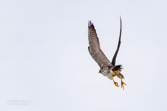 Falco peregrinus