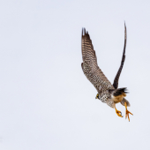 Falco peregrinus