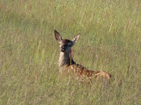Omladina