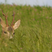 Nečakanné stretnutie