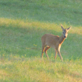 Jednorožce existujú