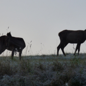 Čakanie na východ slnka