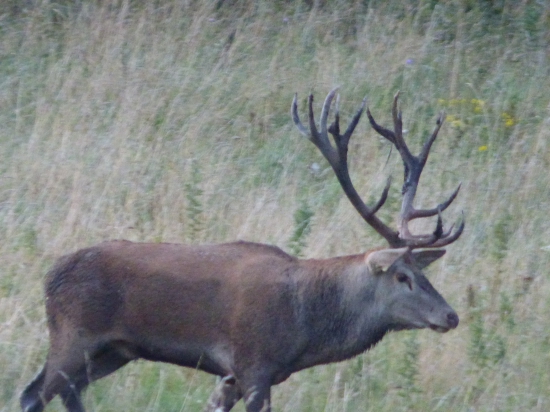 Král
