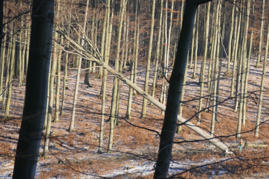 Vzdy,keď pília krásny strom....