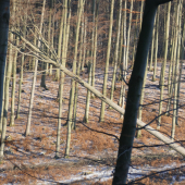 Vzdy,keď pília krásny strom....