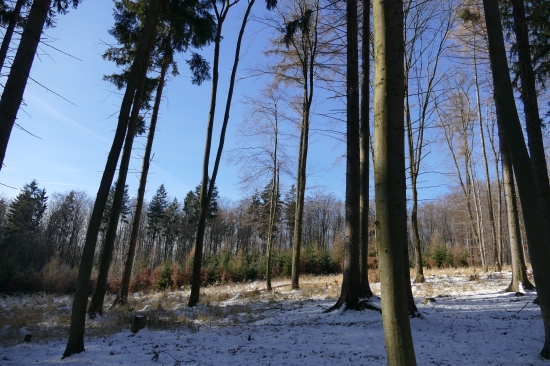 Radosť