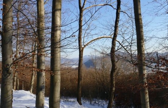 Pohľad z lesa.