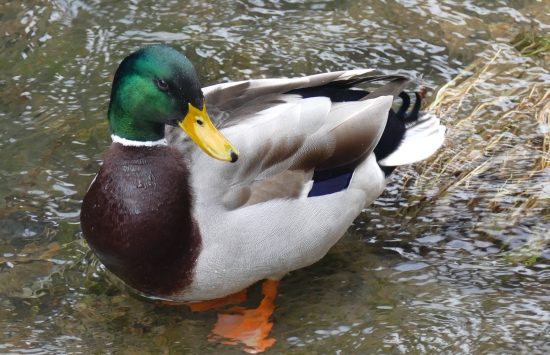 Kač,kač