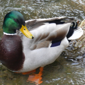 Kač,kač