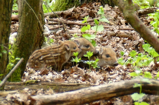 3 prasiatka:Puco,Buco,Duco