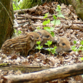 3 prasiatka:Puco,Buco,Duco