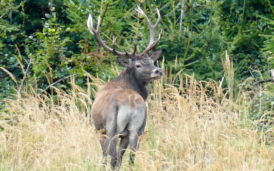 Junáčik