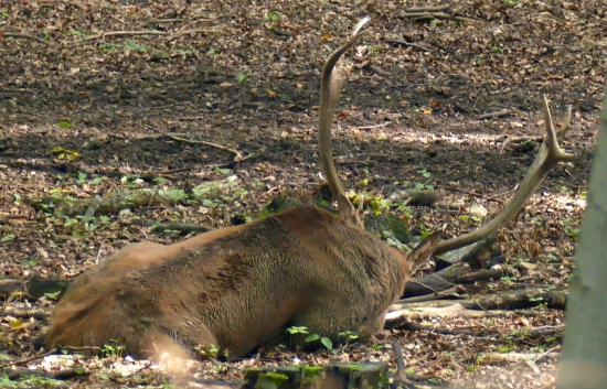 Ležíci - spíci