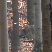S poškodenou pučnicou