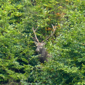 Mám to pod kontrolou.