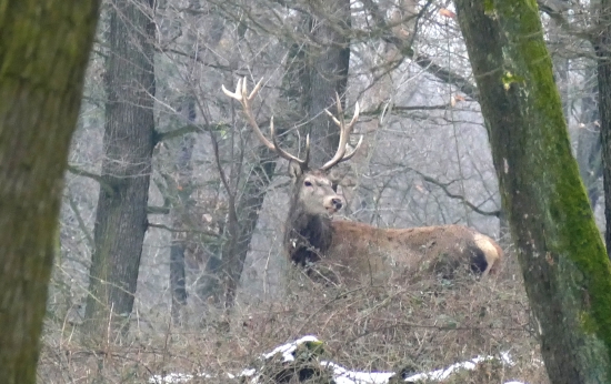 Malináč