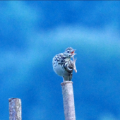 Prvý ranný spevák