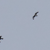 Lastovičky, to asi nebudú...