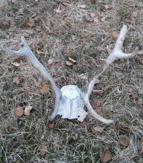 Mladý úhyn....ten si chvíľu poležal.