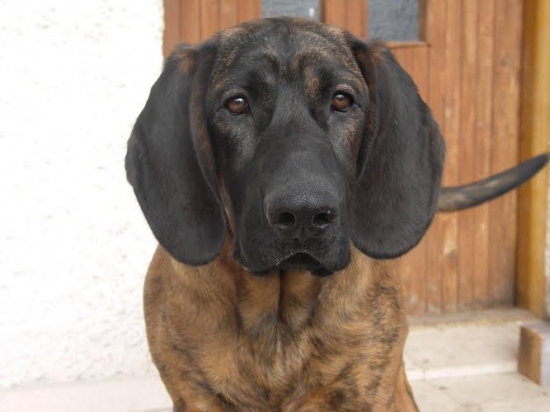 hanoverská hlava :-)