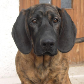 hanoverská hlava :-)