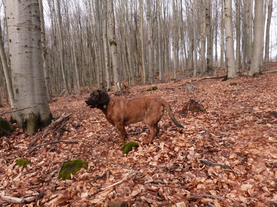 Maxo zo zeleného domu